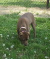 Brandy-ADOPTED 06.14.13