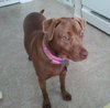 Brandy-ADOPTED 06.14.13
