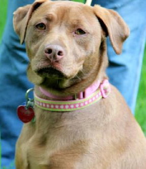 Brandy-ADOPTED 06.14.13