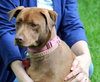 Brandy-ADOPTED 06.14.13