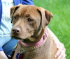 Brandy-ADOPTED 06.14.13