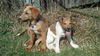 Dh Litter Meadow - ADOPTED 04.21.13