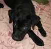 Tulip - ADOPTED 05.05.13