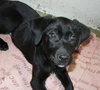 Tulip - ADOPTED 05.05.13