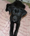 Tulip - ADOPTED 05.05.13
