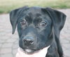 Tulip - ADOPTED 05.05.13