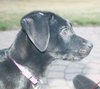 Tulip - ADOPTED 05.05.13