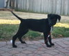 Tulip - ADOPTED 05.05.13