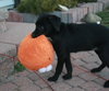 Tulip - ADOPTED 05.05.13