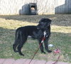 Tulip - ADOPTED 05.05.13
