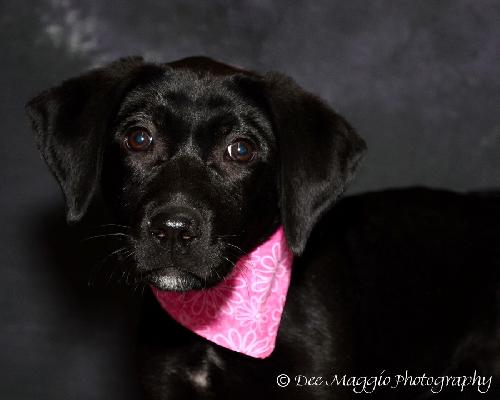 Tulip - ADOPTED 05.05.13