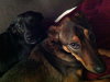 Bixby-ADOPTED-6.30.13