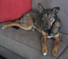 Bixby-ADOPTED-6.30.13