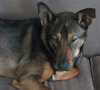 Bixby-ADOPTED-6.30.13
