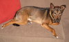 Bixby-ADOPTED-6.30.13