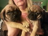 Moe - ADOPTED 07.08.14