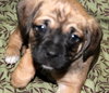 Moe - ADOPTED 07.08.14