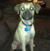 Moe - ADOPTED 07.08.14