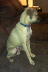 Moe - ADOPTED 07.08.14
