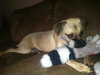 Moe - ADOPTED 07.08.14