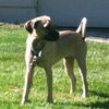 Moe - ADOPTED 07.08.14