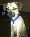 Moe - ADOPTED 07.08.14