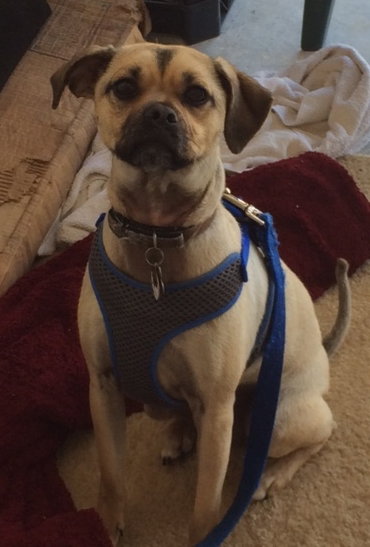 Moe - ADOPTED 07.08.14