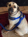 Moe - ADOPTED 07.08.14