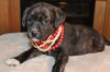 Ch Litter Scothe (Sally) - ADOPTED 05.04.13