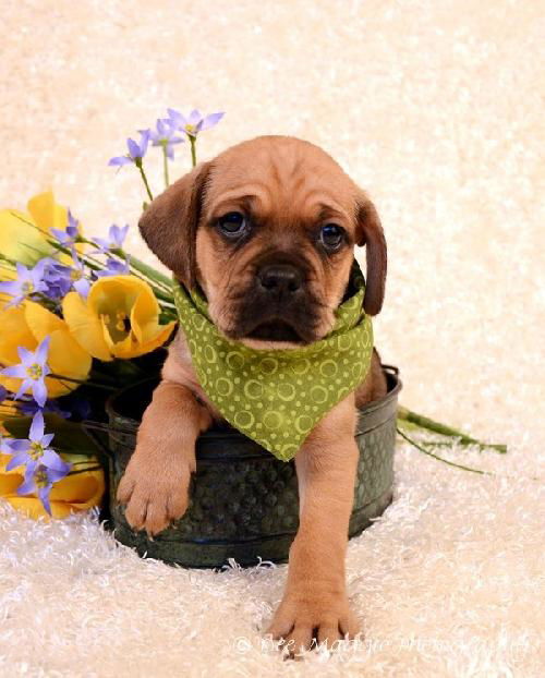 Fh Litter Miney - ADOPTED 04.13.13
