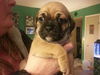 Fh Litter Miney - ADOPTED 04.13.13