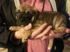 Fh Litter Miney - ADOPTED 04.13.13