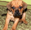 Fh Litter Miney - ADOPTED 04.13.13