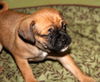 Fh Litter Meenie - ADOPTED 04.13.13