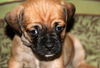 Fh Litter Meenie - ADOPTED 04.13.13