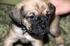 Fh Litter Eenie - ADOPTED 04.11.13
