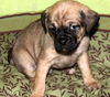 Fh Litter Eenie - ADOPTED 04.11.13