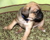 Fh Litter Eenie - ADOPTED 04.11.13