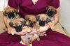 Fh Litter Eenie - ADOPTED 04.11.13