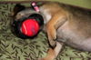 Fh Litter Little Sister - ADOPTED 04.11.13