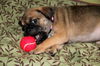 Fh Litter Little Sister - ADOPTED 04.11.13