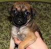 Fh Litter Little Sister - ADOPTED 04.11.13