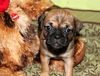 Fh Litter Little Sister - ADOPTED 04.11.13