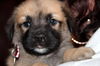 Hh Litter Gary - ADOPTED 04.22.13