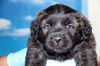 Hh Litter Swirls - ADOPTED 04.22.13