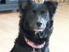 Dolce - ADOPTED 06.16.13