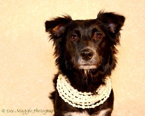 Dolce - ADOPTED 06.16.13