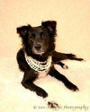 Dolce - ADOPTED 06.16.13