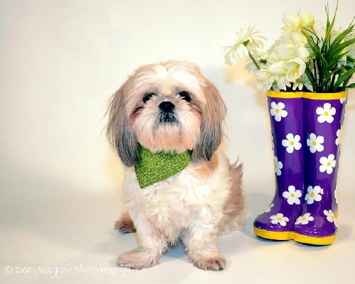 Sparkey-ADOPTED 06.21.13