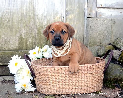 Jh Litter Libby - ADOPTED 04.21.13